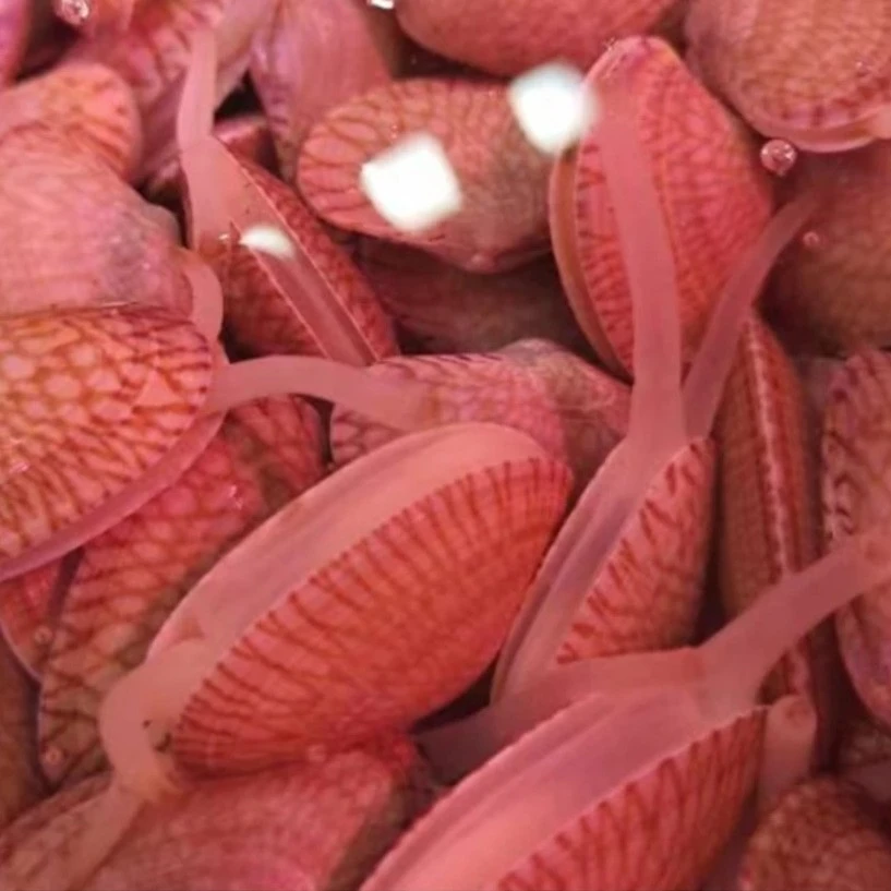 阿九海鲜-花甲500g新鲜鲜活海鲜直播