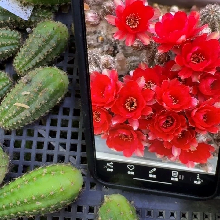 21白檀害羞3个无根侧牙小，20包邮