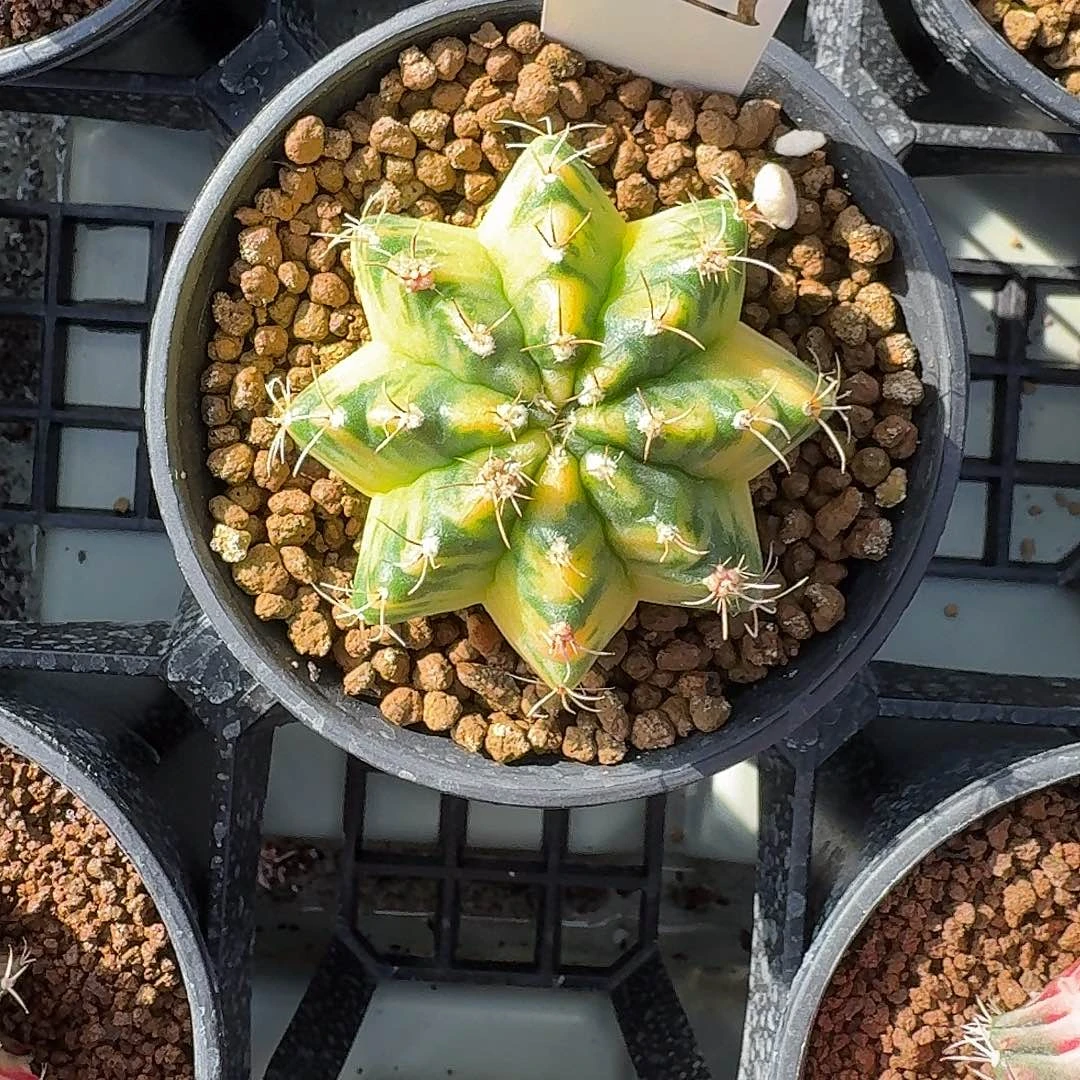 L137-1126广东发货 绿袖子