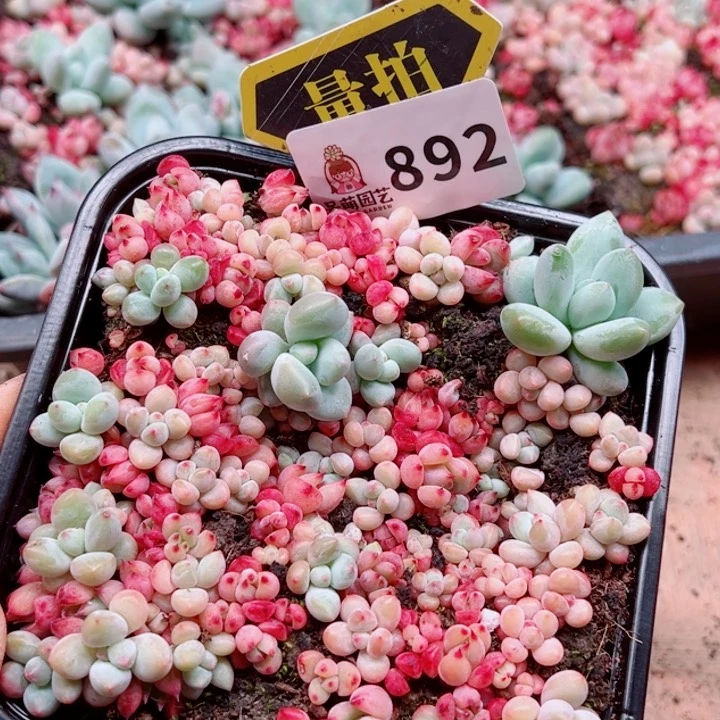 多肉植物多肉植物