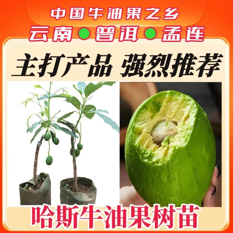 正宗哈斯牛油果树苗矮化早结带土带叶当年开花结果南北方盆栽地栽