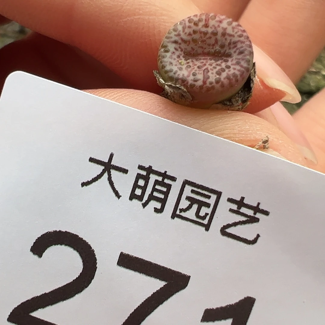 一物一拍匈牙利种源1452.62血丝火龙果安贞优选271
