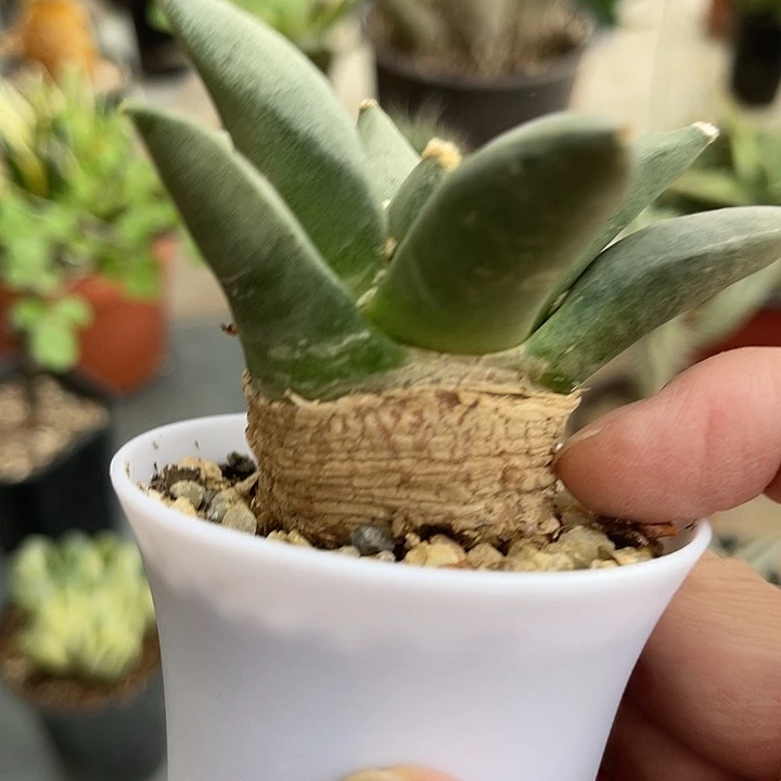 无花朵实生岩牡丹一物一拍