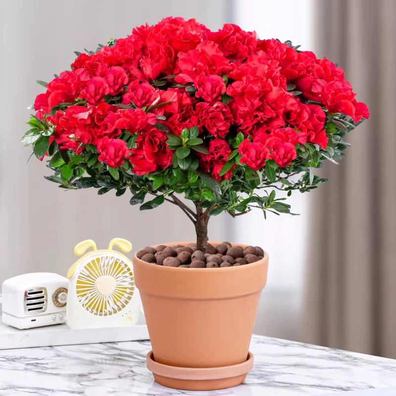 杜鹃花盆栽四季开花带花苞过年花卉室内植物花好养活阳台鲜花绿植