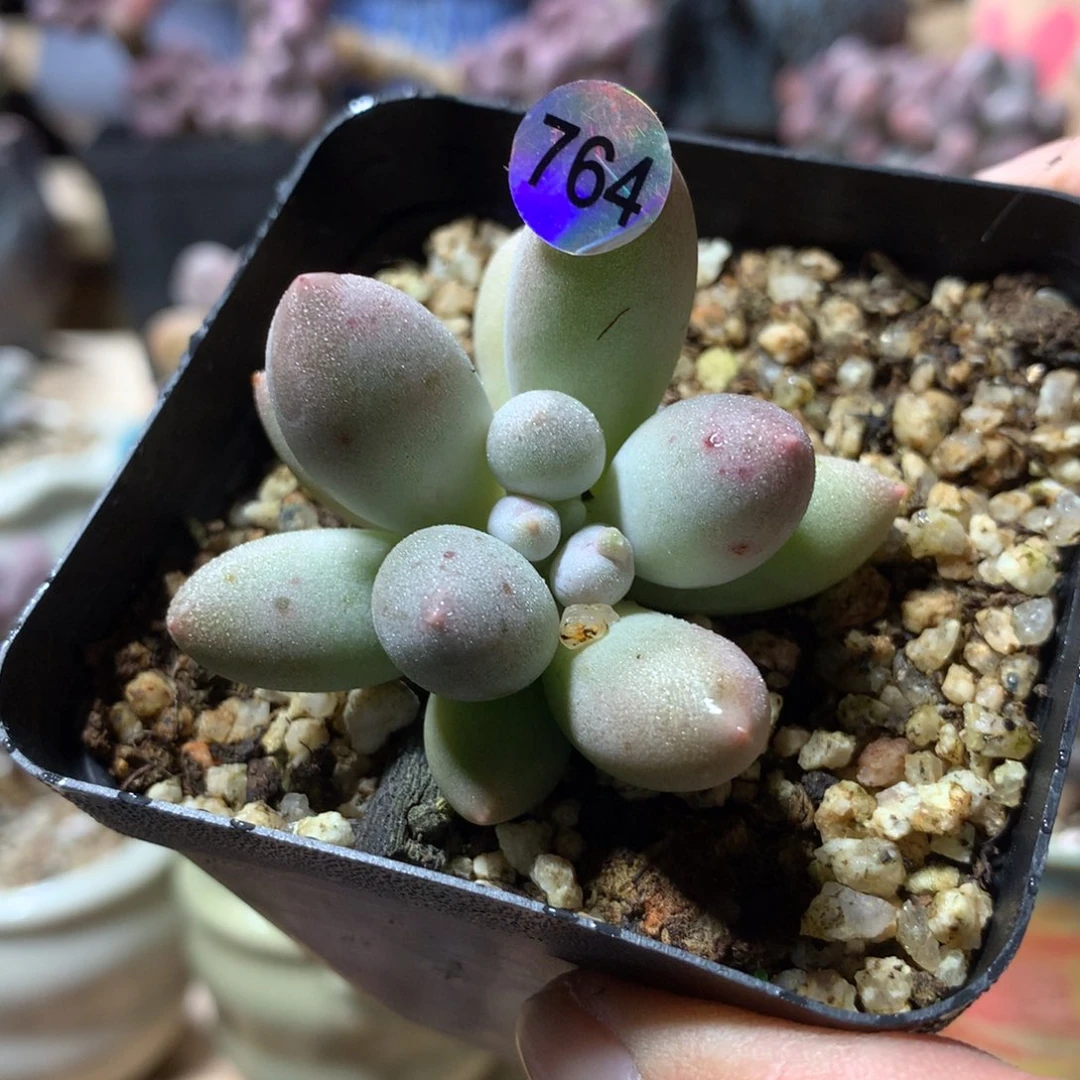 奶酪杂交多肉植物