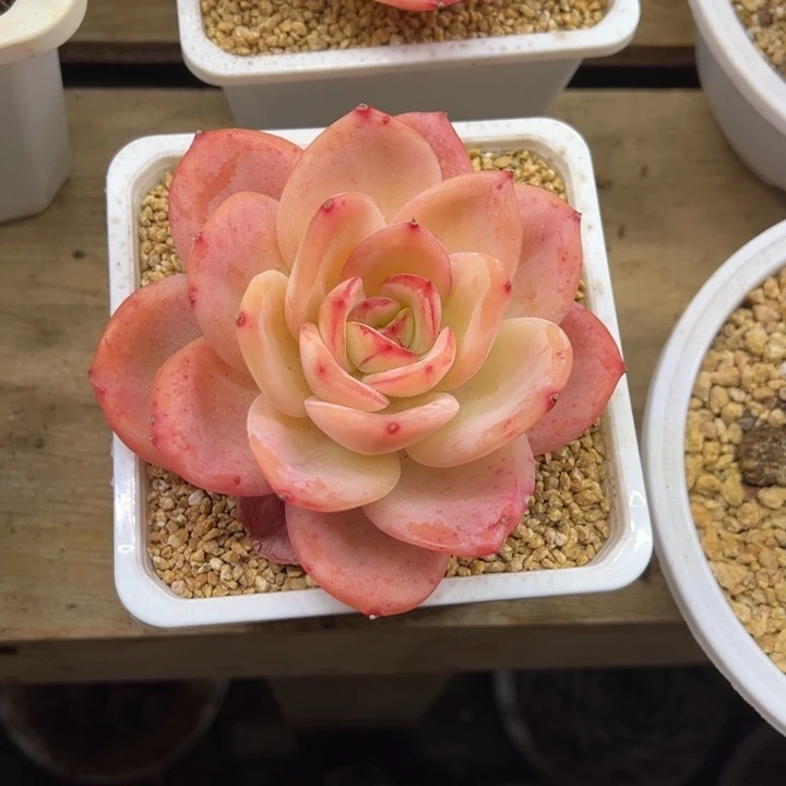 柠檬茶 老桩 夏鸣园艺