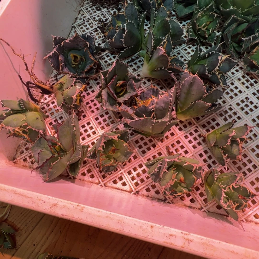龙舌兰黑斑螃蟹白鲸凯撒四选三