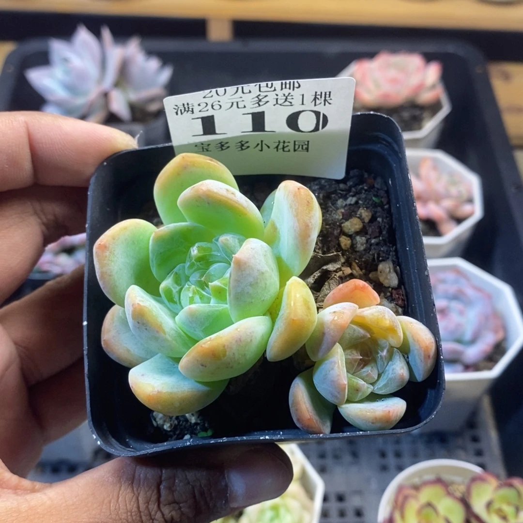 厚梦一物一拍满20包邮满26多送一颗多肉