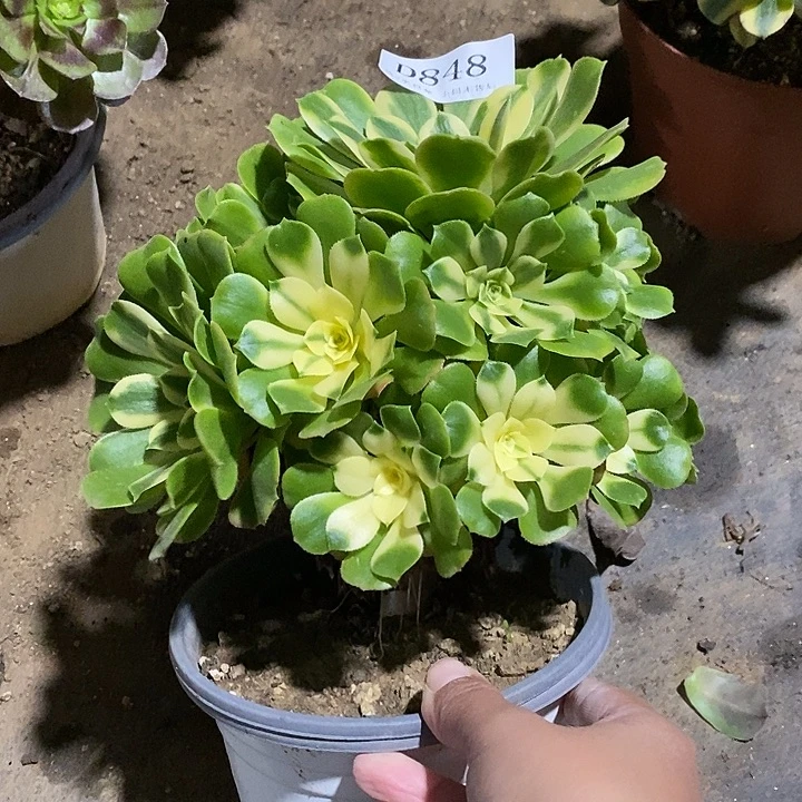 848辛尼亚多肉不周正