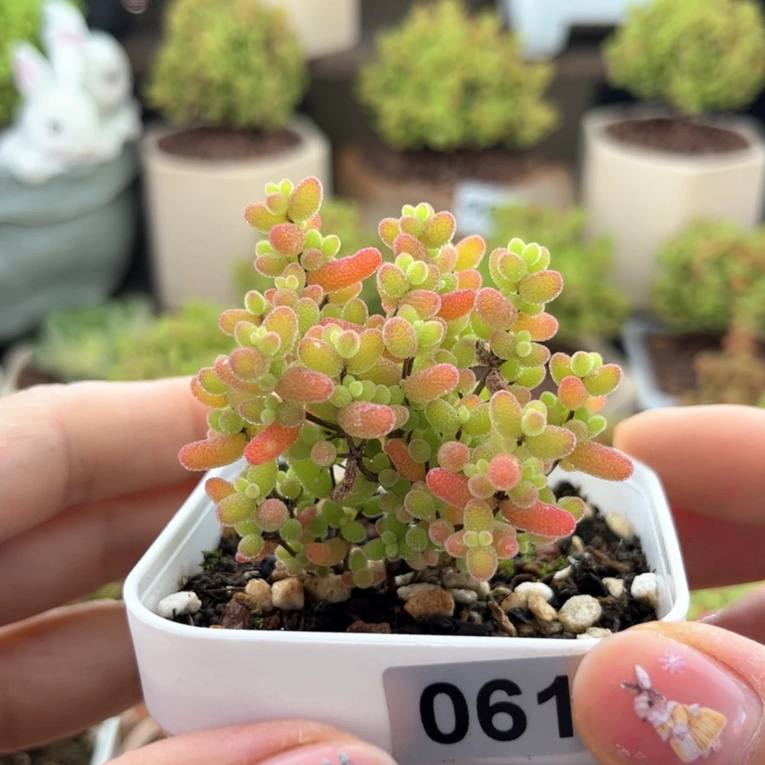 无花朵061蜜桔可爱多肉