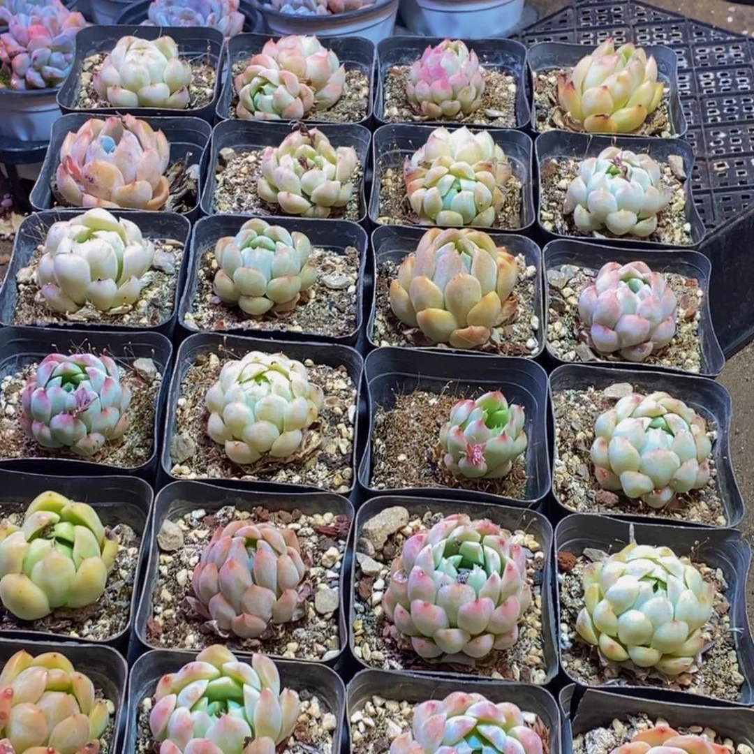 531的我是一个人的时候