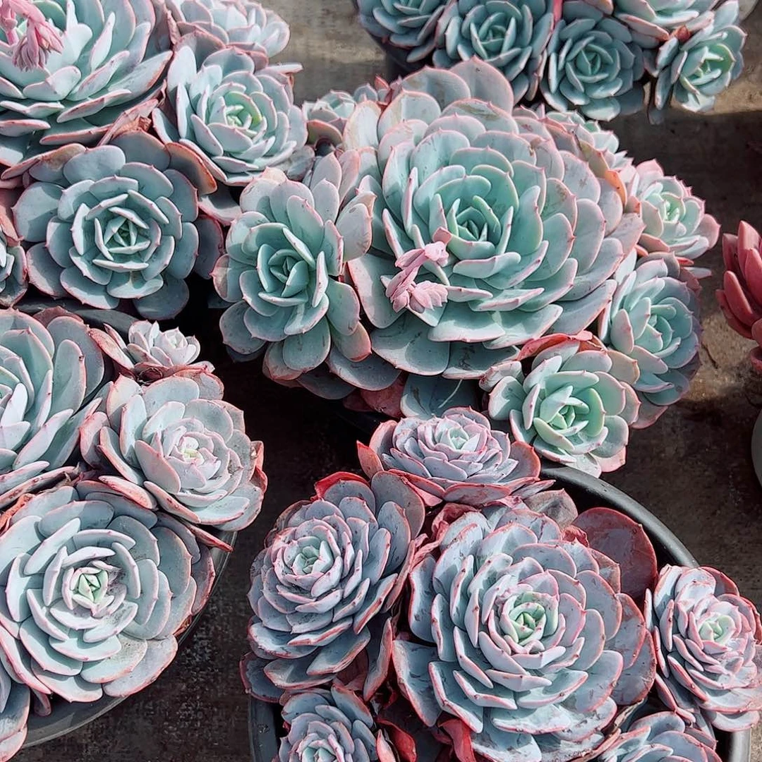 红粉台阁多头群生老桩