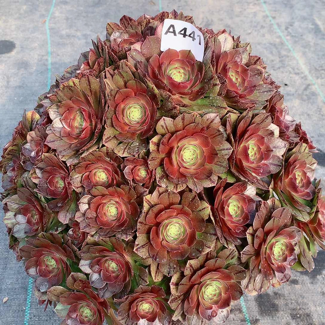 用****瑰441.万拉丝多肉植物