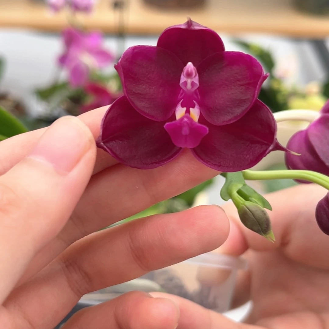 完全开放4寸紫葡萄开花株