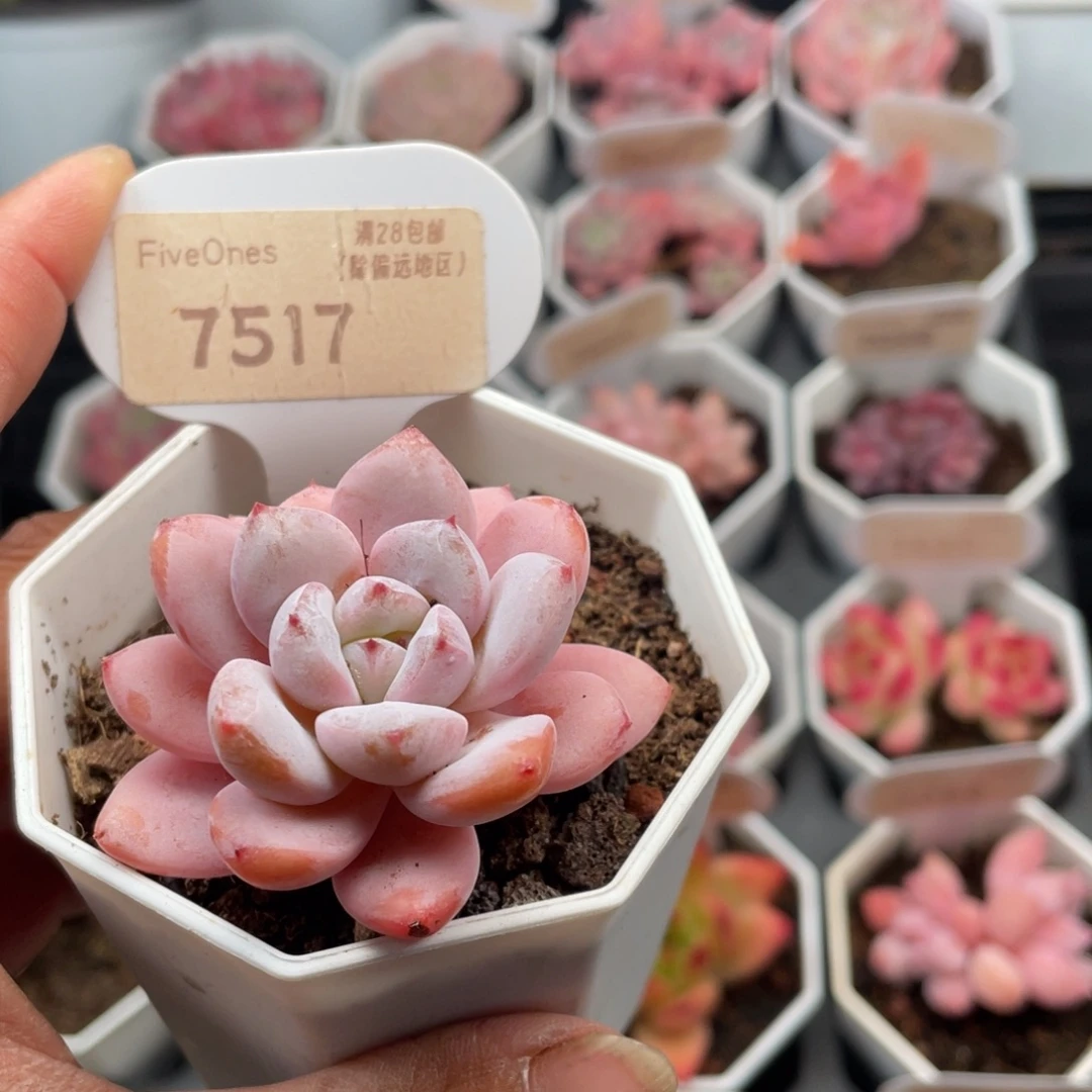 星星雪7517-5.0厘米