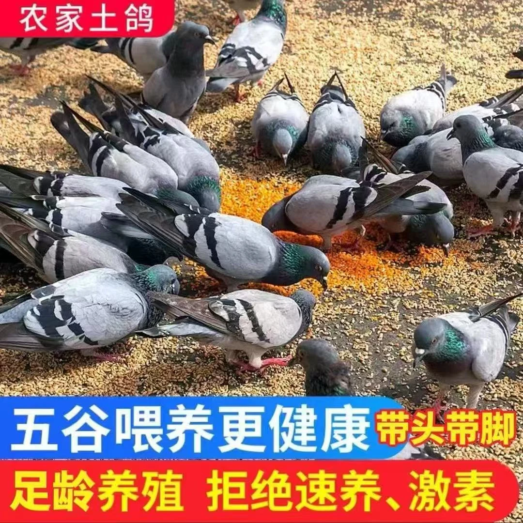 农家散养五谷杂粮喂养土鸽现杀营养煲汤烤