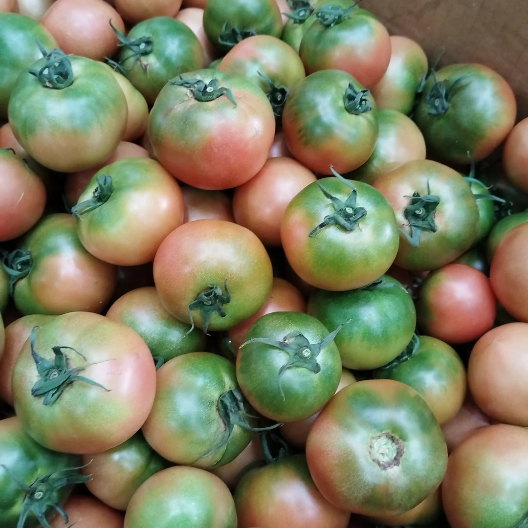 大连溯源铁柿子3斤送1斤发4斤口感红柿番茄自然成熟新鲜