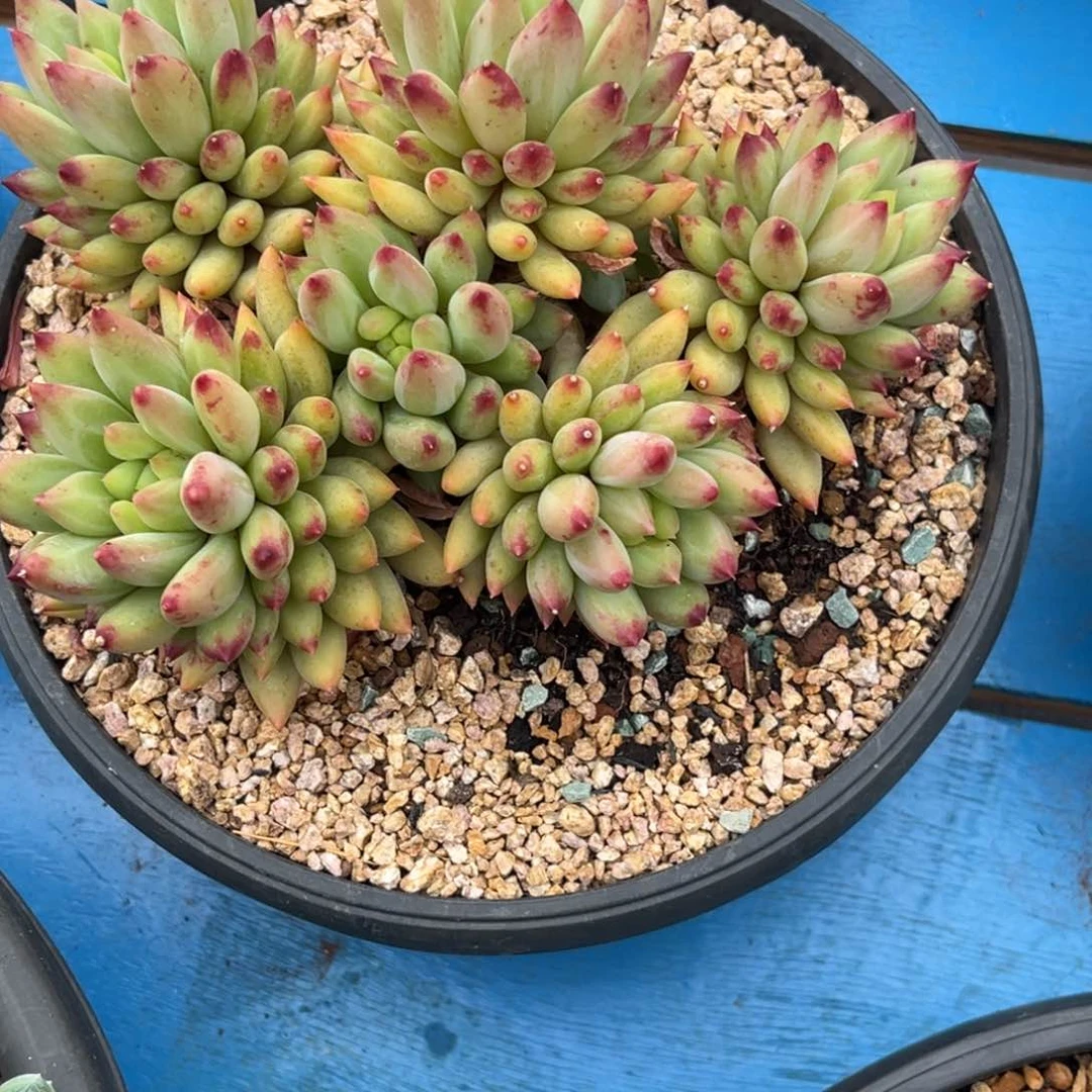 岩子六头群多肉植物