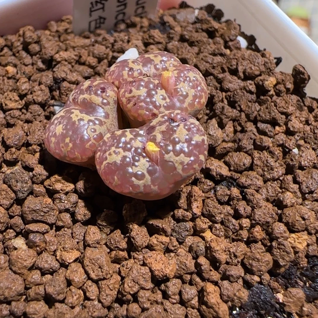 肉锥多肉植物组合-酒红泡泡勋582有疤
