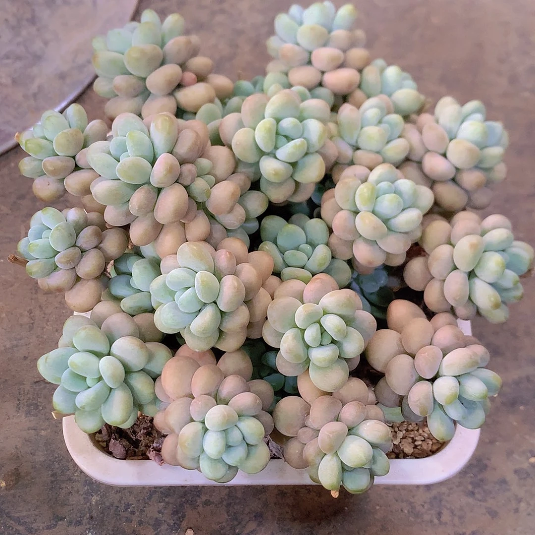 洛神多肉一物一拍