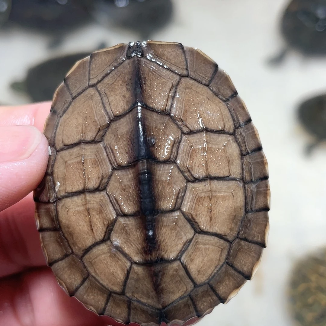 宠物龟不分公母5.3