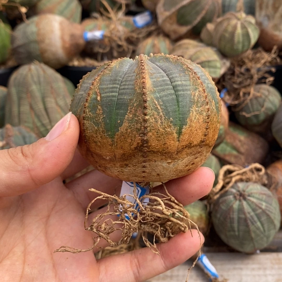 欧系实生布纹球一物一拍