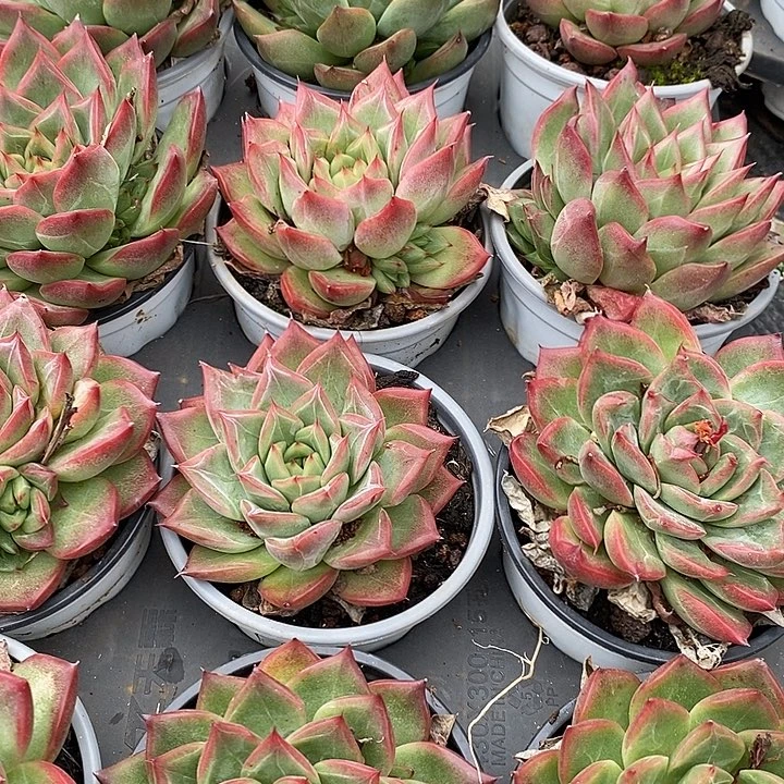 红鸾大单头福利多多去拍