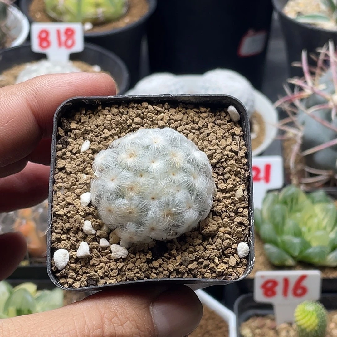 降落伞白星 送盆土包邮2