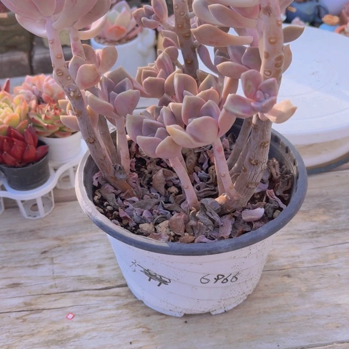 双***双一物一拍编号6966