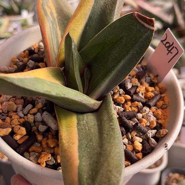 2047脱土发货11111111