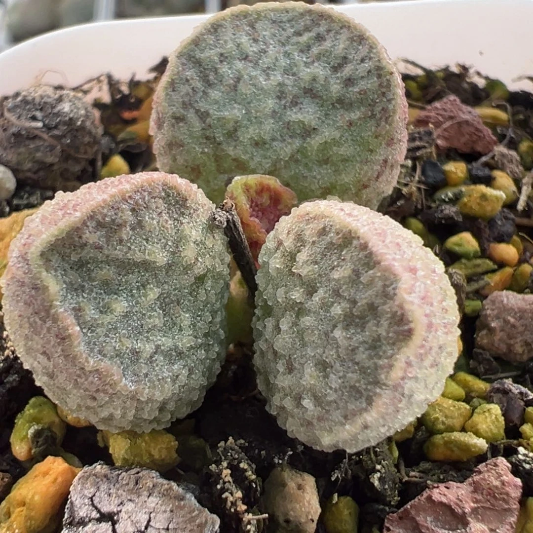 实生新品多肉植物水泡