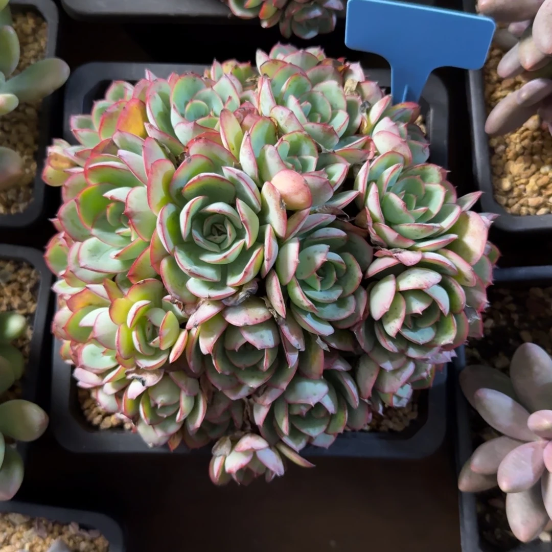 有砍，牡丹厅群111111111111