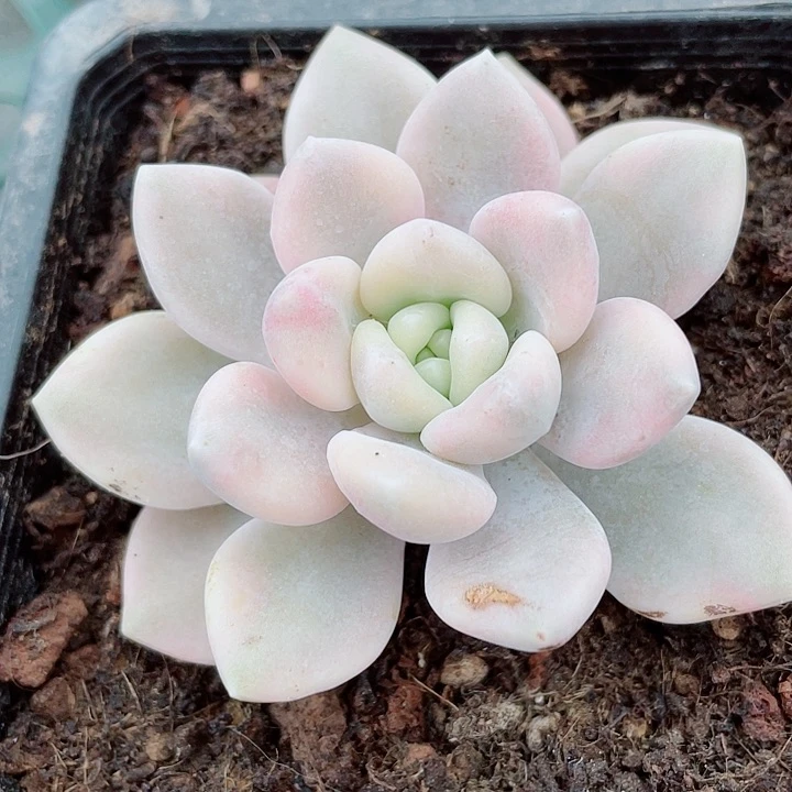 弱桃锦。锦龙多肉园艺