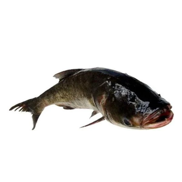 现称鱼花鲢一只现杀