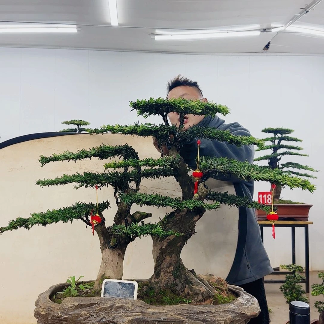 A****司盆景制作过程非常