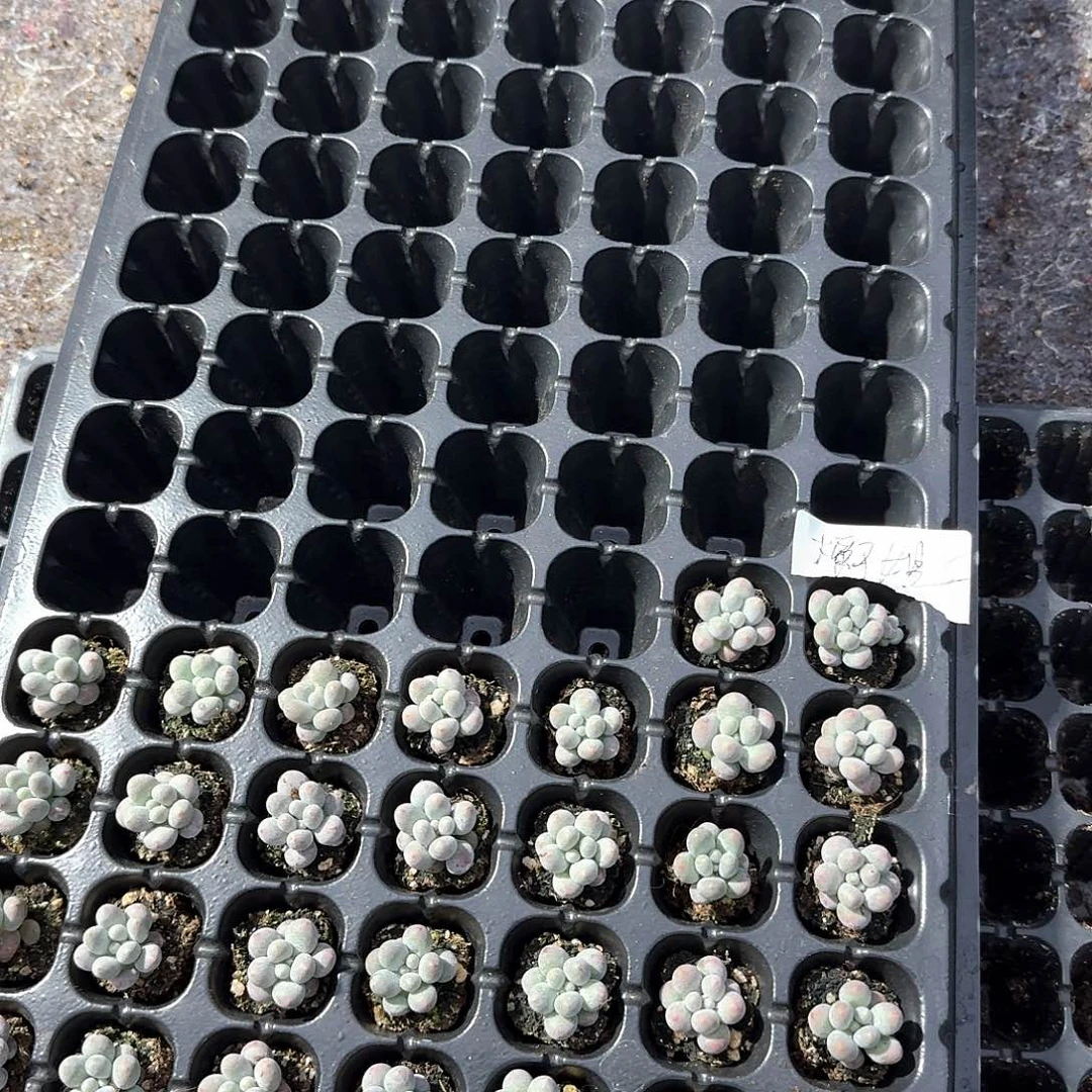 橘子姐一物一拍专拍
