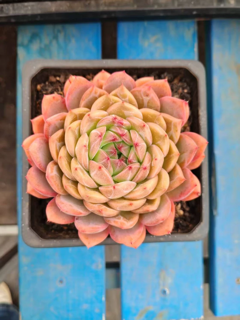 15#巨无霸堕落天使  前男友精品多肉A0461-2