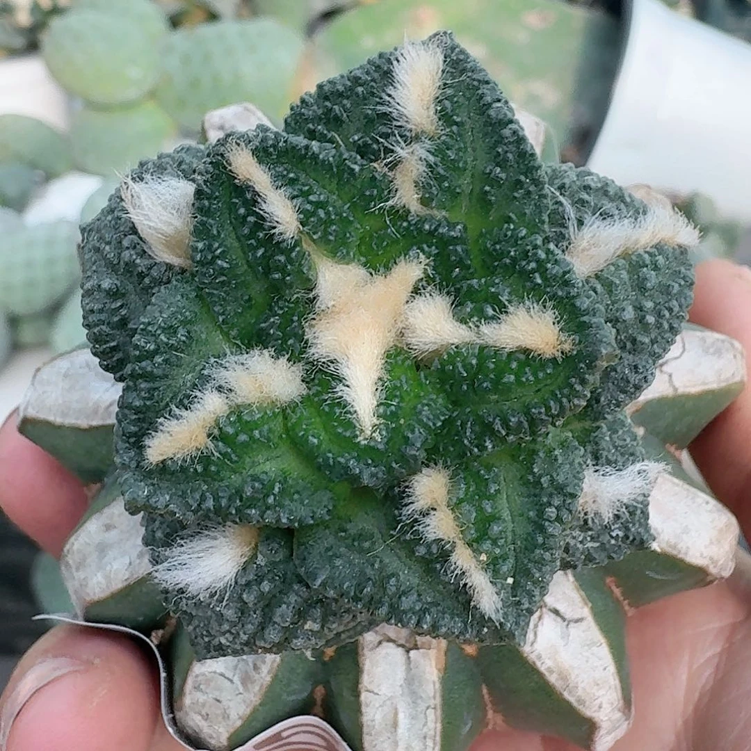【闪购商品】无花朵钱*满志贺龟甲715