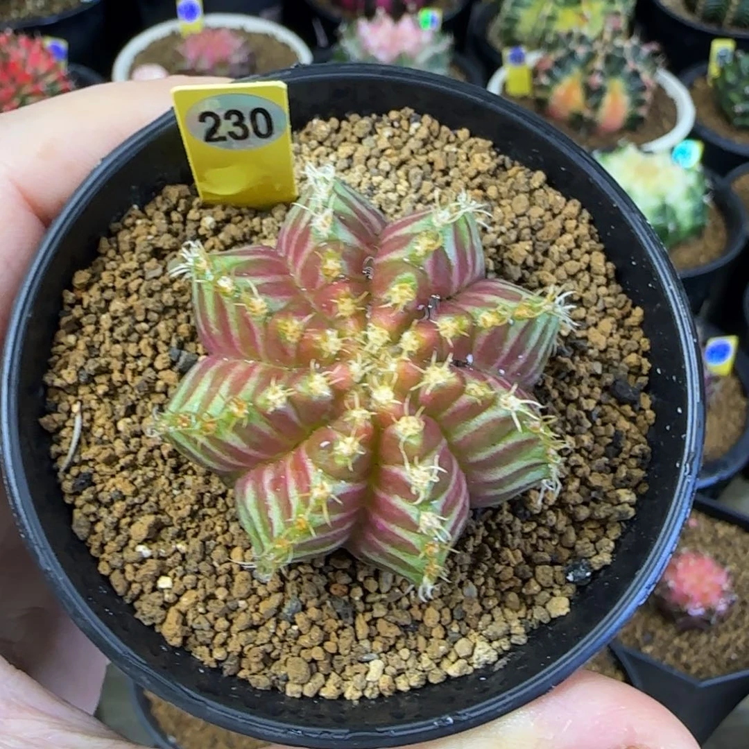 230号轮回福利价直接拍