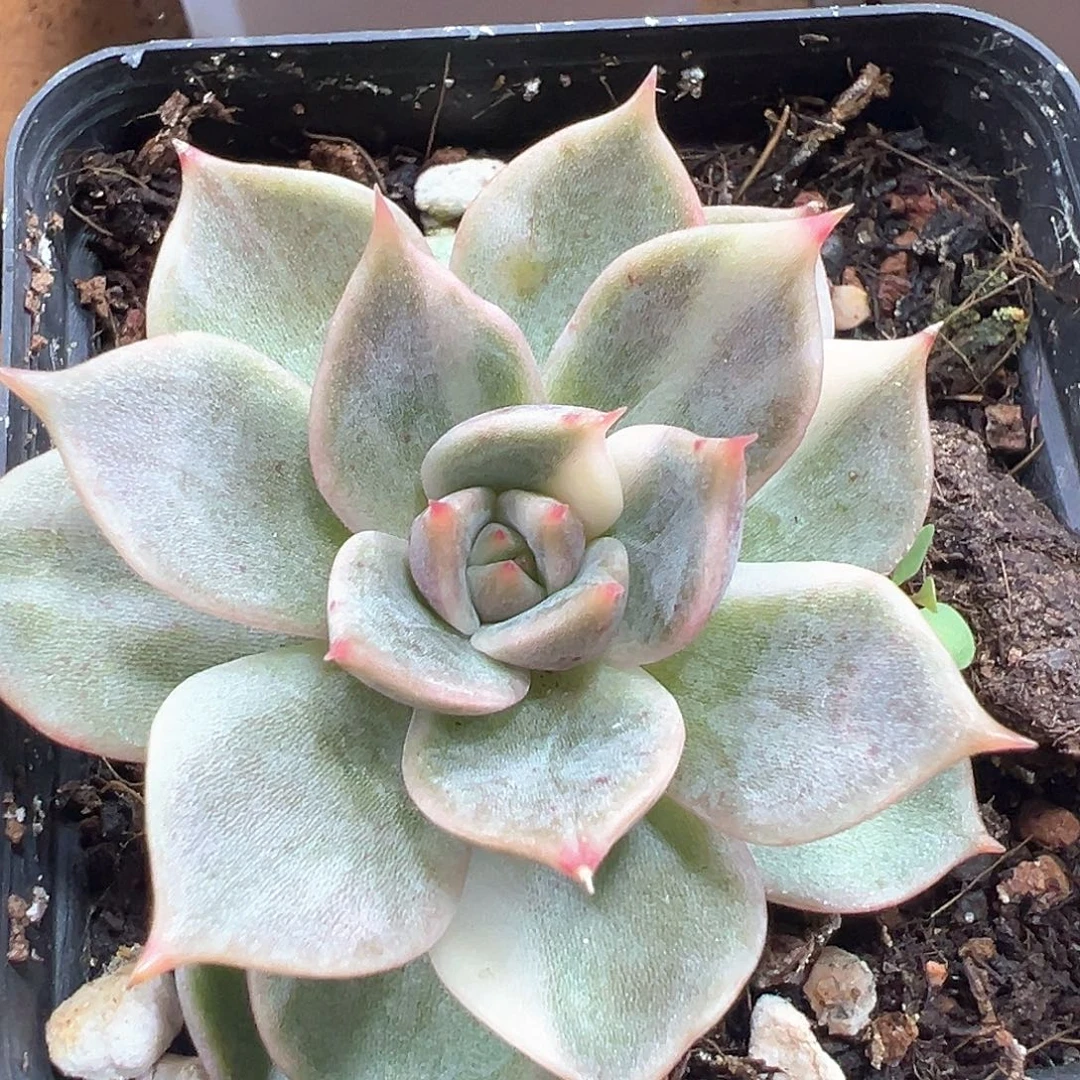 贝加尔湖锦 小方花圃一单包邮非偏远