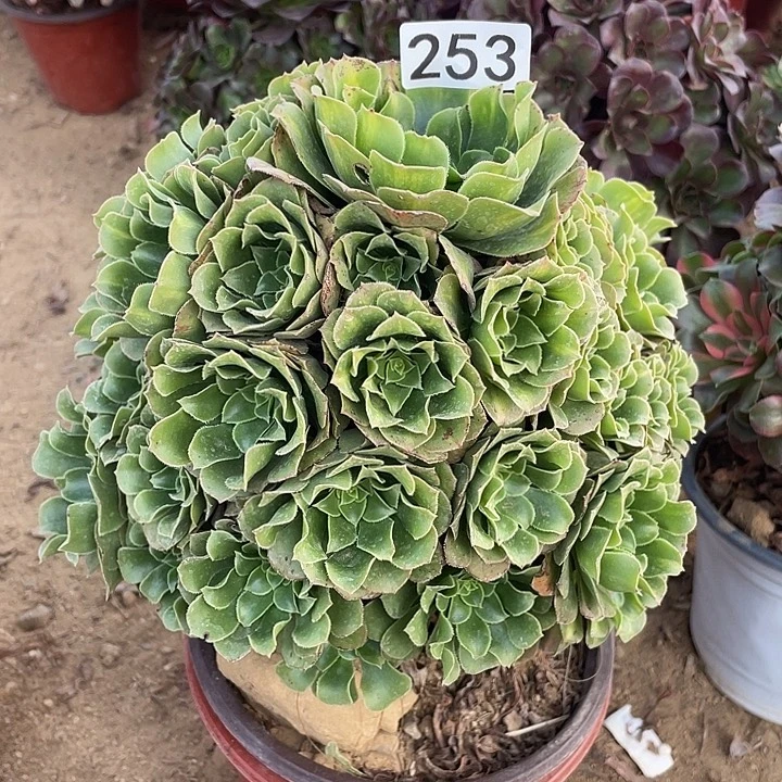 253绿玫瑰对肉植物