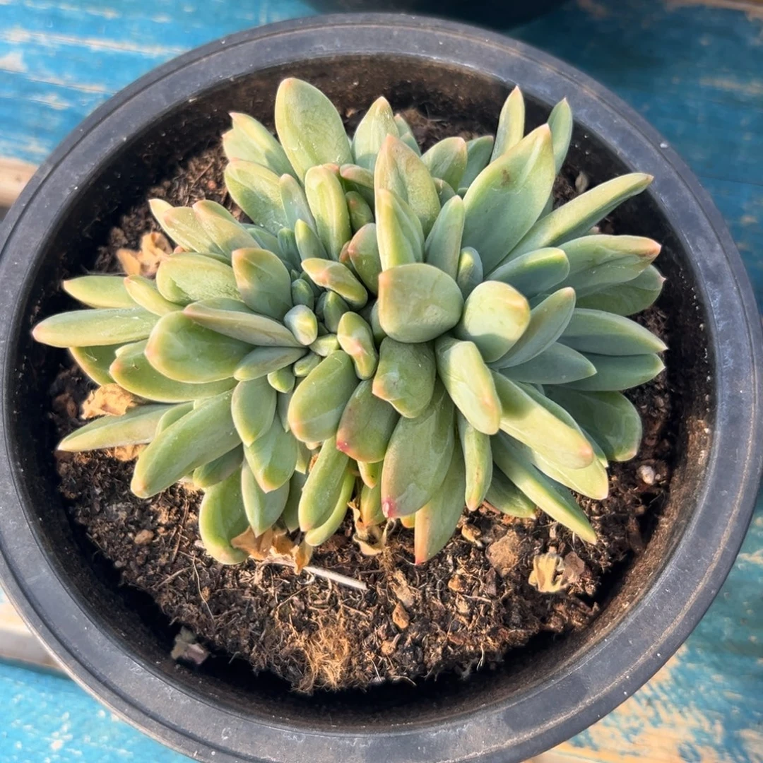 从前慢花园多肉精选编号1.3海洋之歌