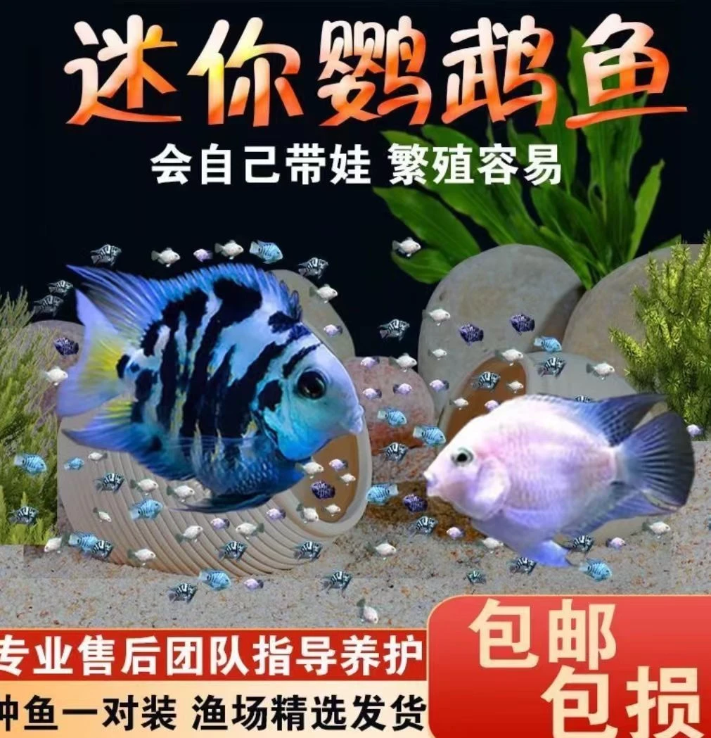 买一送一(繁殖款)迷你鹦鹉鱼宝蓝白金胭脂粉群养易繁殖爆缸小王子