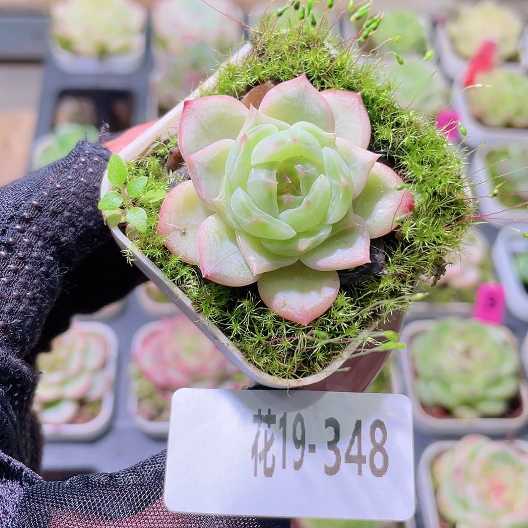 花利美19-348珍妮