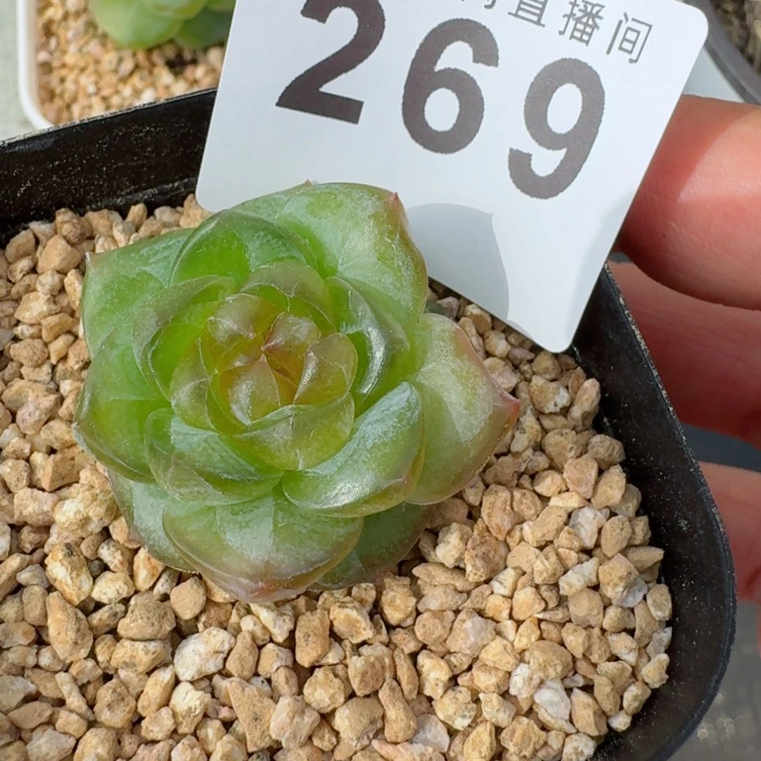 绿体珍妮            精美多肉植物