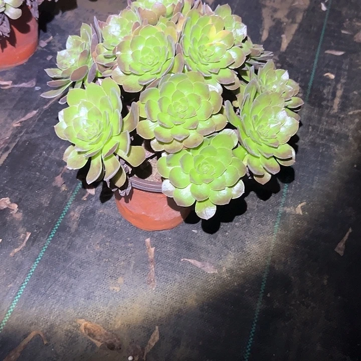 不售后法师一物一拍84