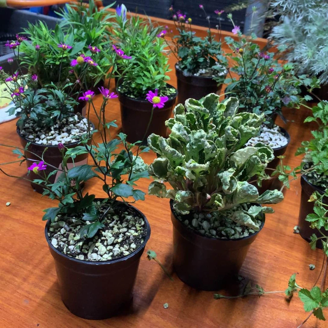L***欣当前无花朵，栽培后可花朵雁河菊 花叶24