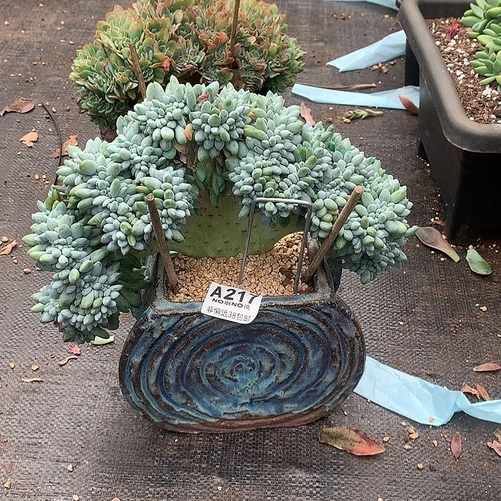 奶糖缀化 26公分 全场8折 需要延迟发货