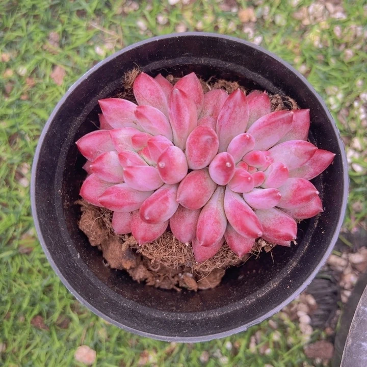 ，健健康康平平安安