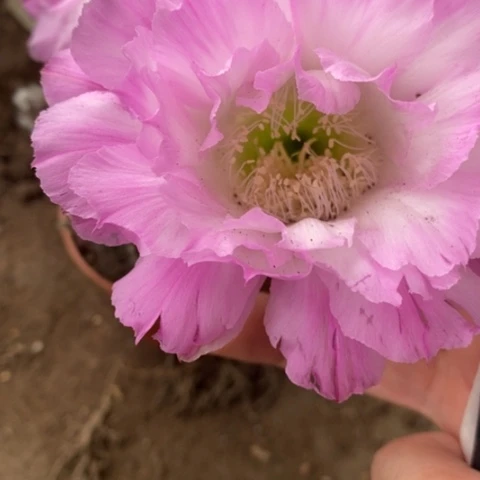 无花朵风**香舞会，，彩草，摘花，发货